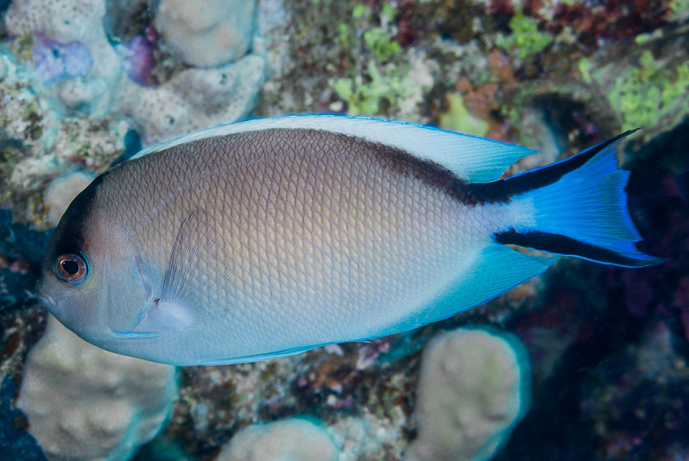 Zebra Angelfish