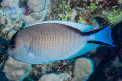Zebra Angelfish photo 1