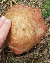 Rubroboletus pulcherrimus