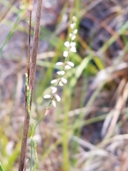 Polygonella gracilis