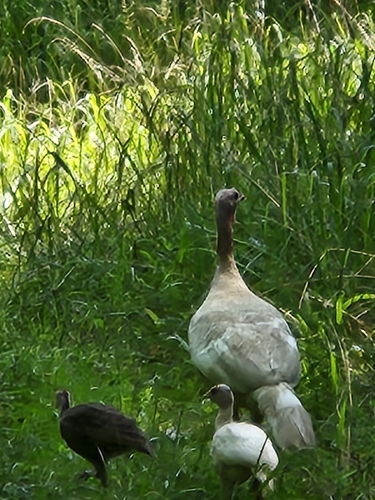 Eastern Wild Turkey photographed in Ohio