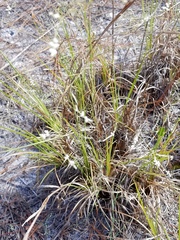 Polygonella gracilis