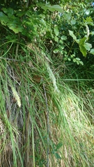 Sesleria autumnalis