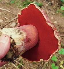 Rubroboletus pulcherrimus