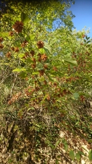 Ostrya carpinifolia