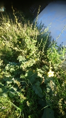 Verbascum sinuatum