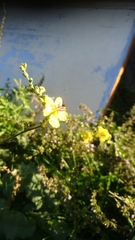Verbascum sinuatum