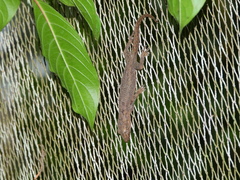 Hemidactylus platycephalus