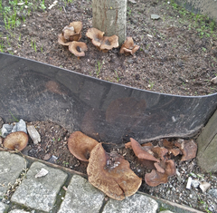 Paxillus