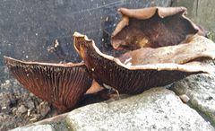 Paxillus