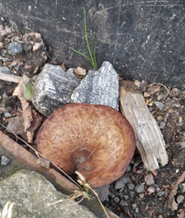 Paxillus
