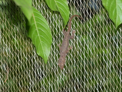 Hemidactylus platycephalus