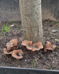 Paxillus