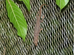 Hemidactylus platycephalus