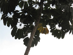 Heptapleurum actinophyllum