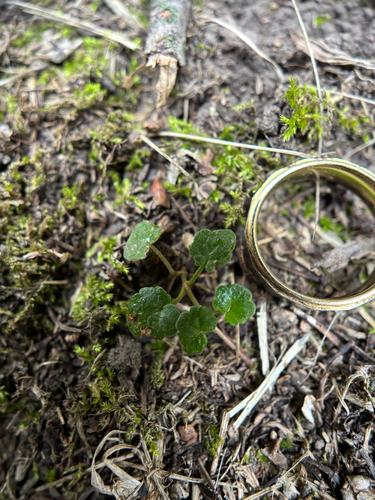 ground-ivy