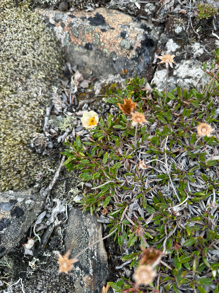 Dryas × chamissonis