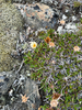 Dryas × chamissonis - Photo (c) Claire Dutilleul, some rights reserved (CC BY-NC), uploaded by Claire Dutilleul