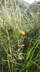 Pentanema spiraeifolium