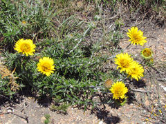 Berkheya angustifolia