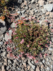 Eriogonum microtheca var. alpinum