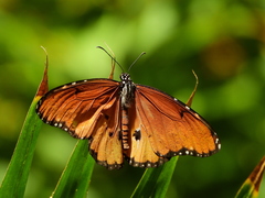 Danaus chrysippus dorippus