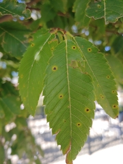 Zelkova