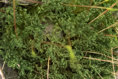 Atrichum altecristatum