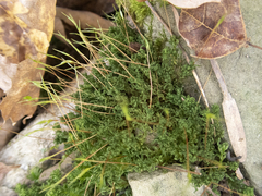 Atrichum altecristatum
