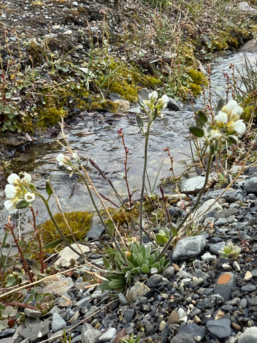 Milky draba (Draba lactea)