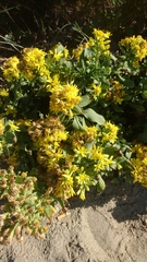 Solidago litoralis