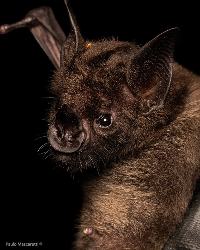 Greater Spear-nosed Bat