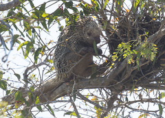 Coendou longicaudatus