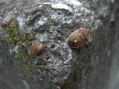 Chlorochroa pinicola