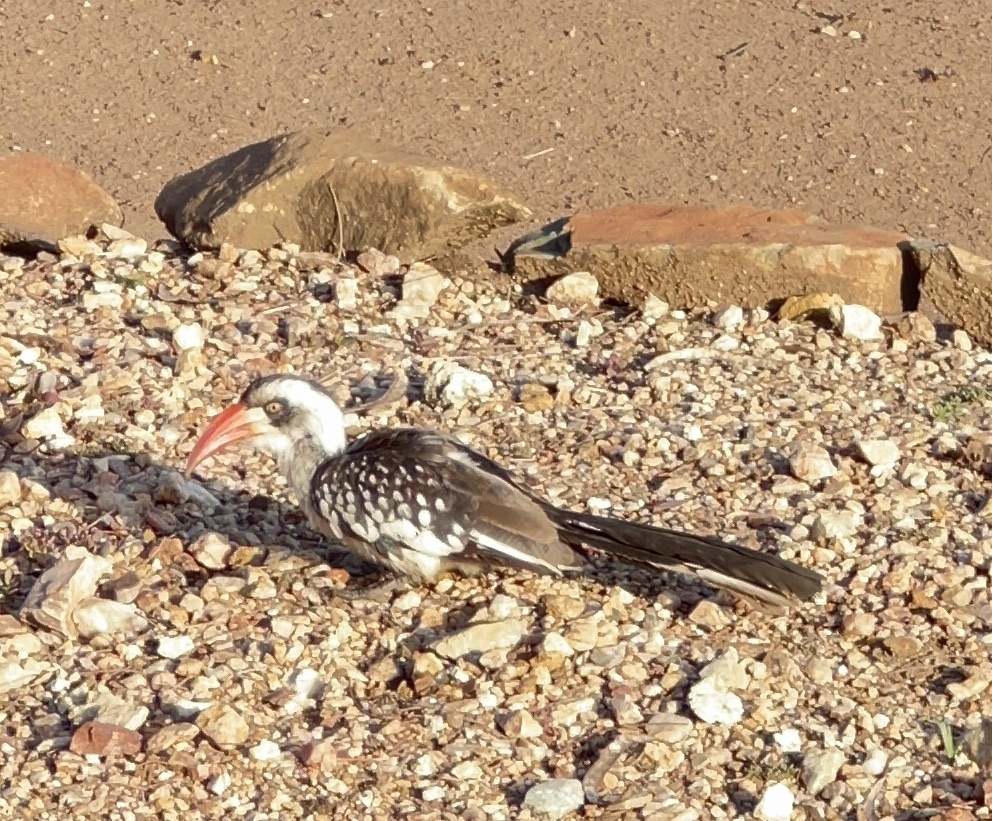 Tanzanian Red-billed Hornbill (Tockus ruahae), photo 4