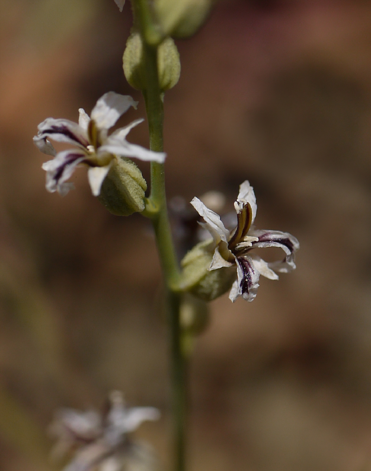 Streptanthus barbiger