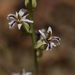 Streptanthus barbiger - Photo (c) randomtruth, algunos derechos reservados (CC BY-NC-SA)