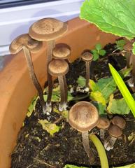 Panaeolus subbalteatus