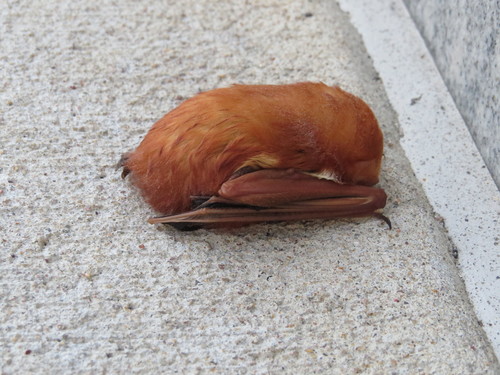 Eastern Red Bat photographed in New Jersey