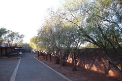 Schinus molle