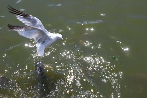 Ring-billed Gull photographed in Pennsylvania