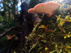 Aurantiporus pulcherrimus