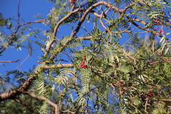 Schinus molle