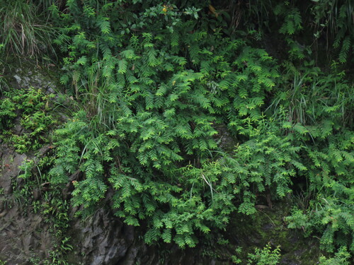 Hypericum subalatum observed 2025-04-20