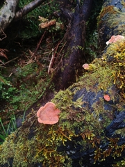 Aurantiporus pulcherrimus