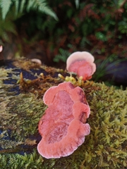 Aurantiporus pulcherrimus