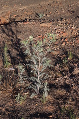 Argemone ochroleuca