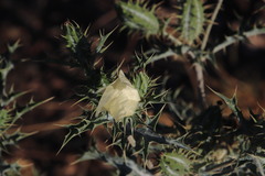 Argemone ochroleuca