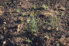 Asteraceae