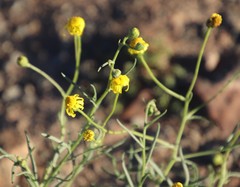 Asteraceae